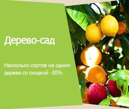 Акция! Дерево-сад Акция! Дерево-сад