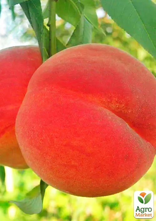 

Персик Полум'яний