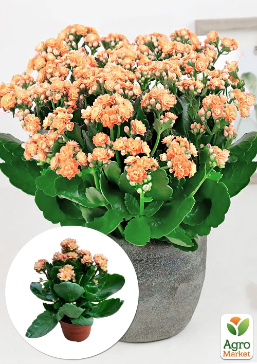 

Каланхоэ Блоссфельда Coral (Kalanchoe Blossfeldiana) (Нидерланды)