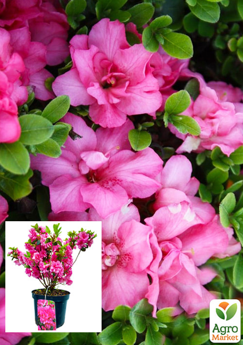 

Рододендрон азалиевидный (Azalea japonica) Rokoko C1, высота 30-50см
