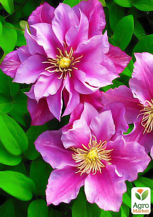 

Клематис Piilu