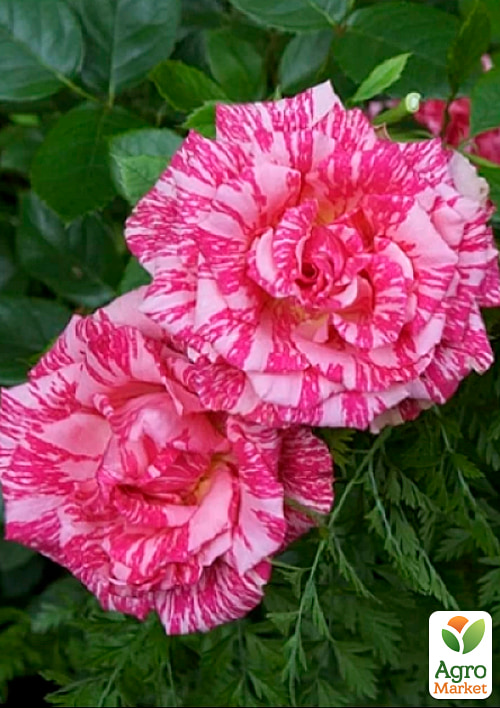 

Троянда чайно-гібридна Pink Intuition (саджанець класу АА+) вищий сорт