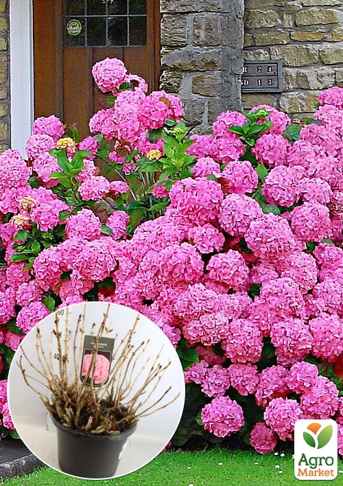 

LMTD Гортензия macrophylla Rosita 5-и летняя (высота 45-75см)