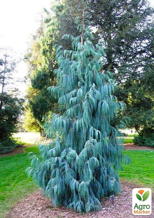

Кипарис Кашмирский (Cupressus Cashmeriana) контейнер Р9