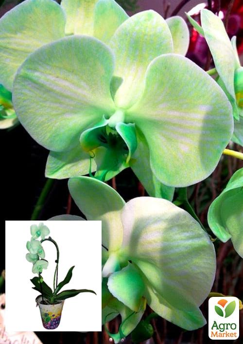Орхидея (Phalaenopsis) "Cascade Green" 1 саженец в упаковке (комнатный) Нидерланды