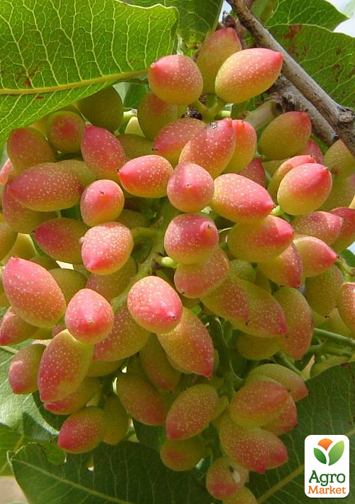 

Фисташка Киргизская (морозостойкий полезный орех, не подвержен болезням)