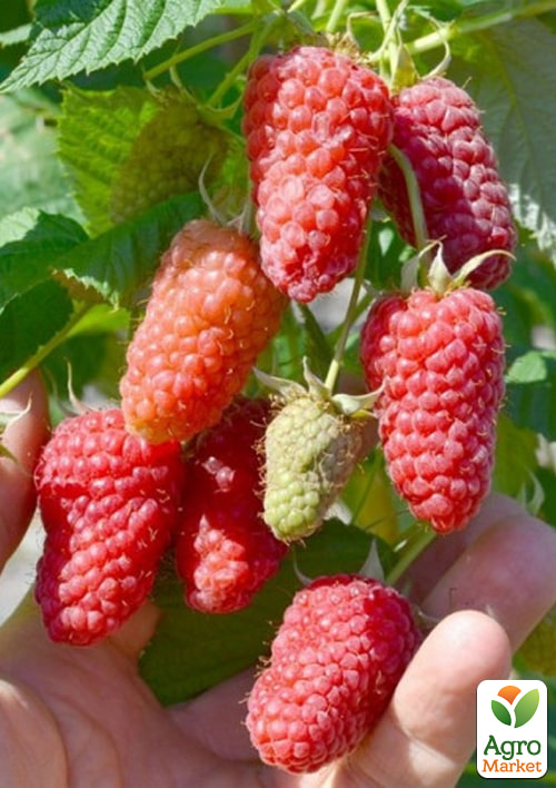 

Малина Велетен (ранній термін дозрівання, високоврожайний і безшипий сорт) 1-річний саджанець