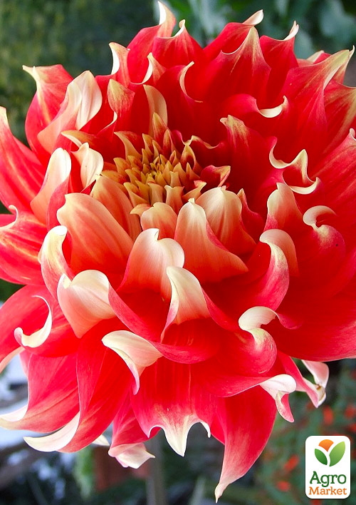 

Георгина Bodacious (гигантский цветок)