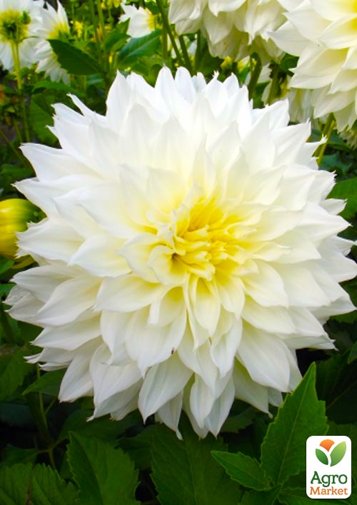 

Георгина Fleurel (гигантский цветок)