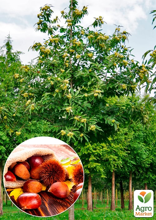 

LMTD Каштан съедобный 3-х летний Sativa (40-60см)