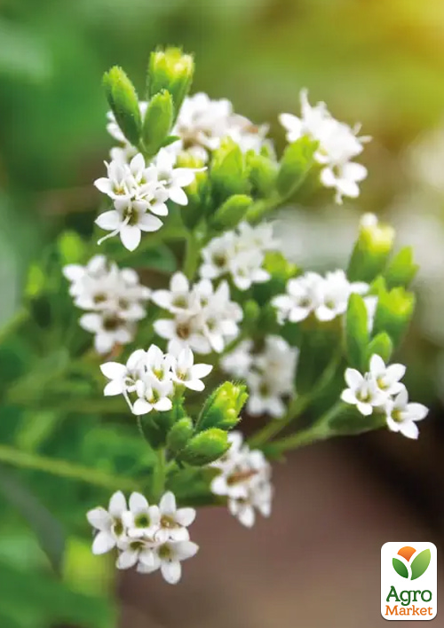 

Стевия Sweet leaf (сахарозаменитель, лекарственное растение),С2