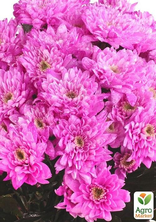 

Хризантема букетная срезочная Zembla Rose