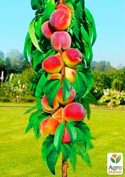 

Персик колоновидний на штамбі Сувенір (вік від 2-х років)