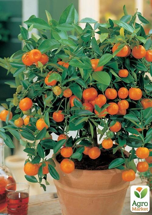 

Мандарин Ковано-Васе