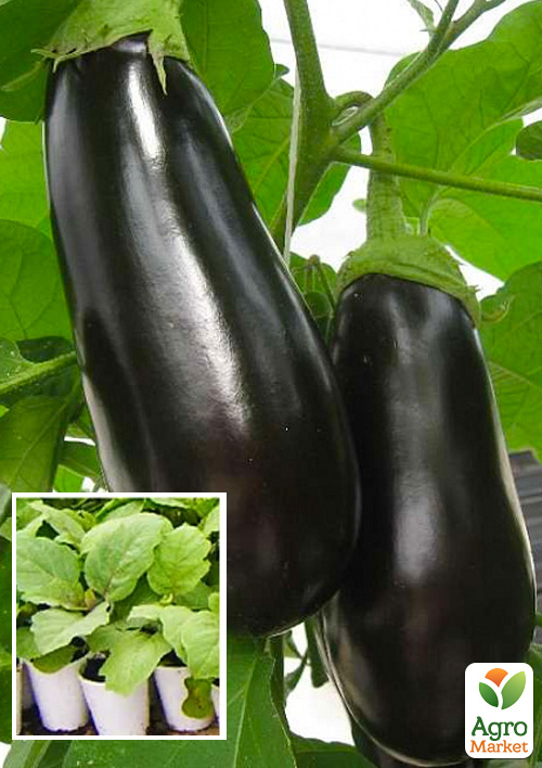 

Розсада Баклажан «Чорний Красень» (фермерське вирощування), 1шт в упаковці