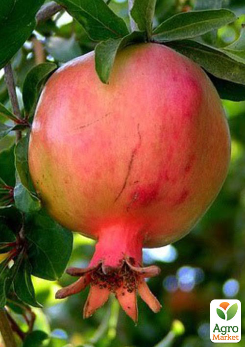 

Гранат Нікітський ранній