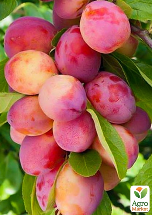 

Слива колоновидна Імперіал Ексклюзив