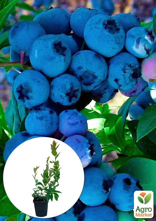 

Голубика (черника садовая) Бонус (среднепоздний срок созревания)