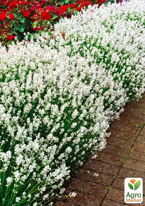 

Лаванда вузьколиста білосніжна Arctic Snow (контейнер Р9)