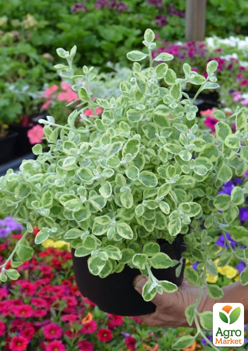 

Гелихризум ампельный Variegata