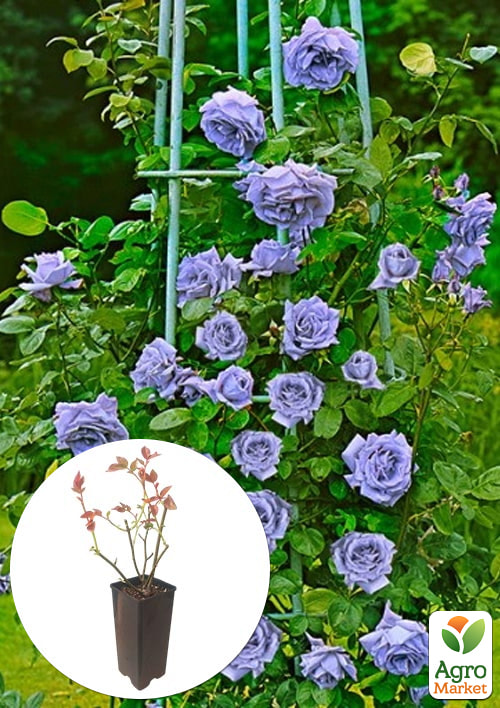 

Троянда плетиста Blue Moon у контейнері, вищий сорт