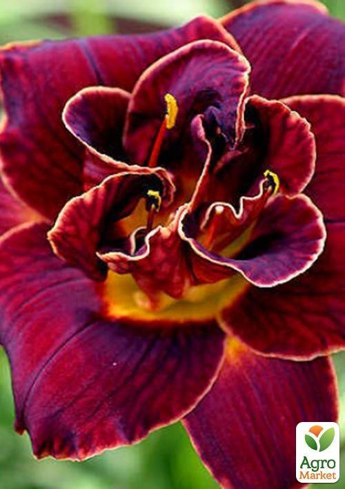 

Лилейник Night Embers 1шт в упаковке