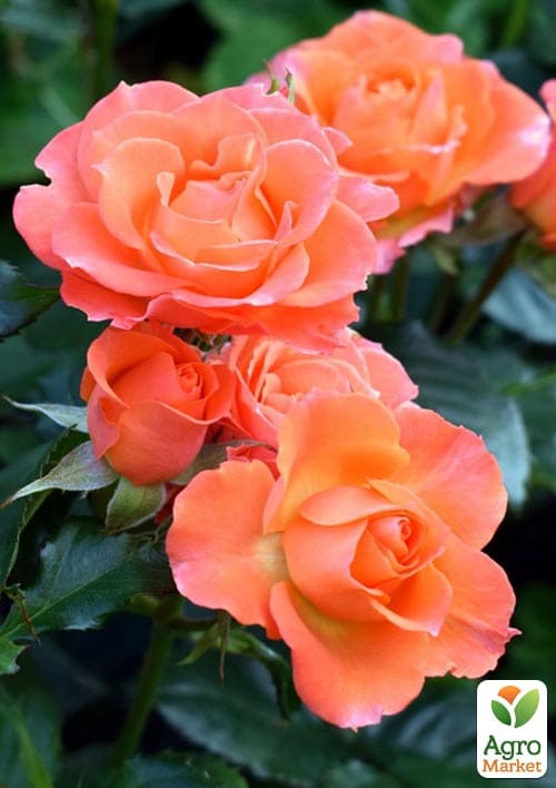 

Троянда дрібноквіткова (спрей) Літл Сенсейшн (саджанець класу АА+) вищий сорт