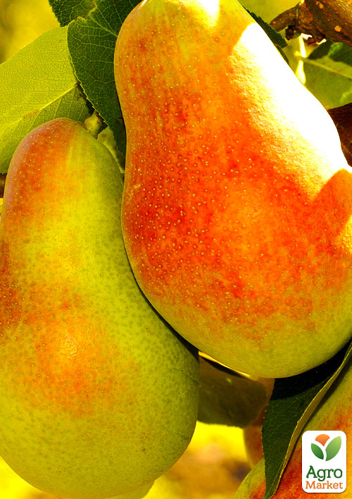 

Ексклюзив! Груша жовтого з червоним рум'янцем Дари Афродіти (Gifts of Aphrodite) (преміальний, морозостійкий сорт, висока лежкість)