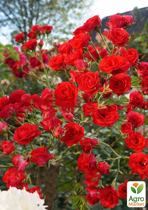

Ексклюзив! Троянда ґрунтопокривна Міленіум (Millennium) (саджанець класу АА+) вищий сорт