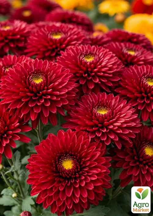 

Хризантема мультифлора шарообразная Koori Red