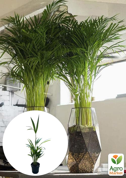 

LMTD Пальма Дипсис Dypsis lutescens высота 40-50см
