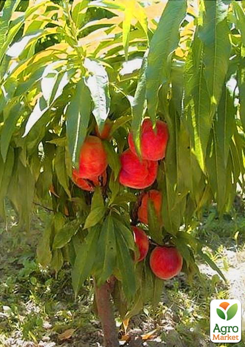 

Персик карликовый Балконелла (летний сорт)