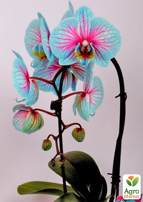 Орхидея (Phalaenopsis) "Cascade Wonder Blue" высота 45-55см 1 саженец в упаковке (комнатный) Нидерланды