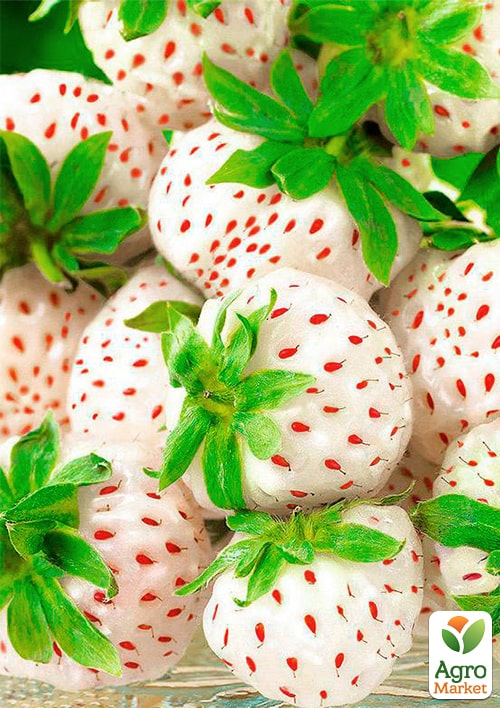 

Клубника белая Анабланка укорененная в контейнере