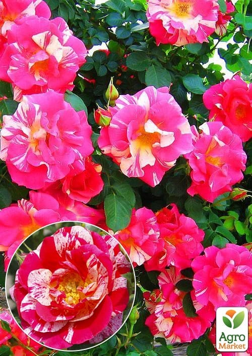 

Роза плетистая Твист (саженец класса АА+) высший сорт