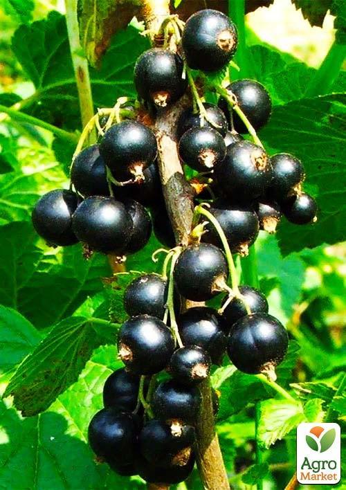 

Смородина на штамбе Вернисаж (среднеранний срок созревания)