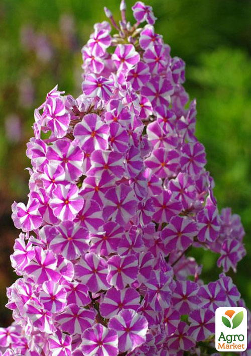 

Флокс багаторічний Natascha