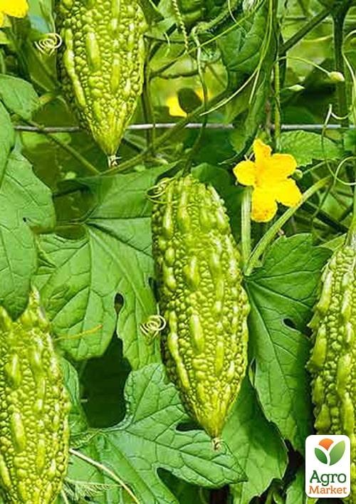 

Момордика "Дракоша" ТМ "Vesna Select" 3шт