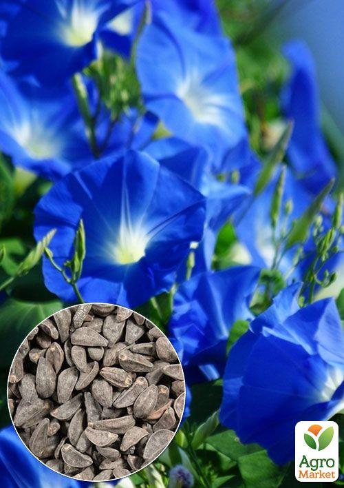 

На вагу Іпомея Блакитна зірка ТМ Весна ціна за 2г