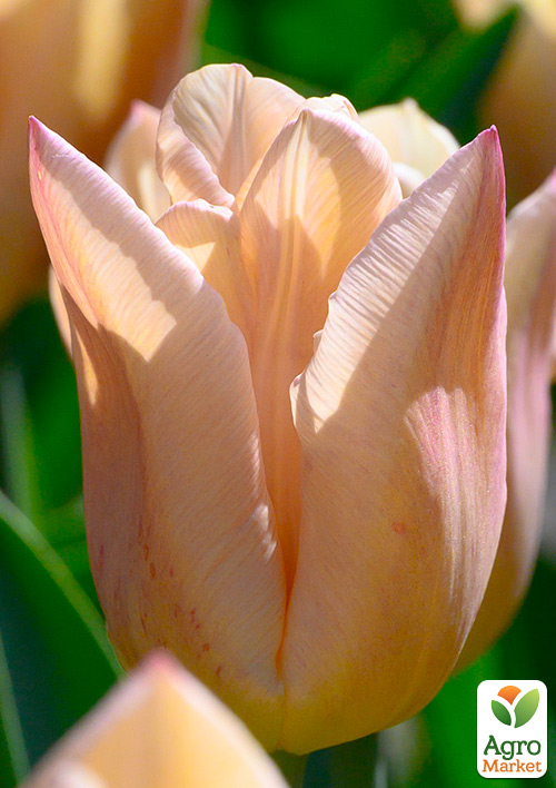 

Тюльпан Apricot Copex