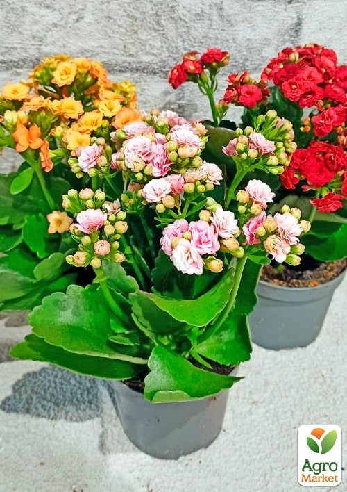 

Каланхоэ Блоссфельда MIX Уценка (Kalanchoe Blossfeldiana) (Нидерланды)