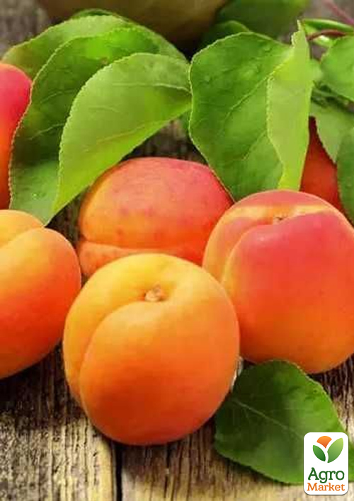 

Абрикос Фардао (великоплідний сорт, пізній термін дозрівання)