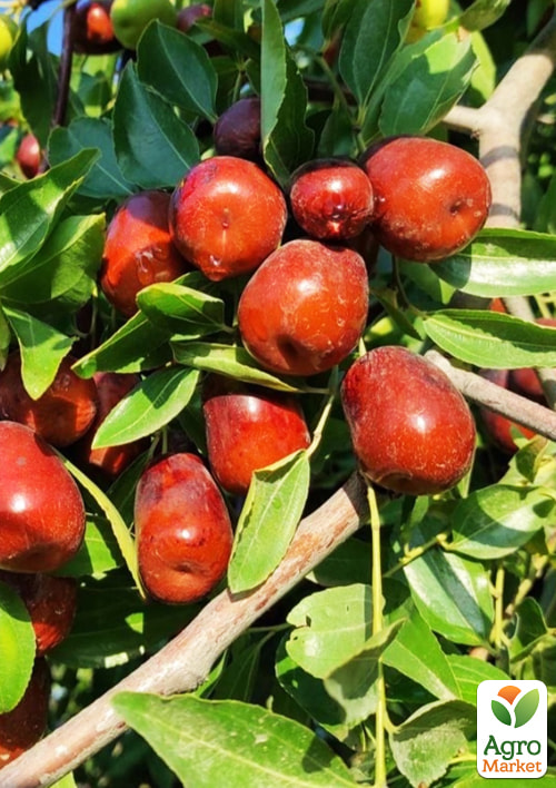 

Зизифус (унаби) Бурним (среднепоздний срок созревания, высокоурожайный сорт) вазон Р9, высота 10-15см