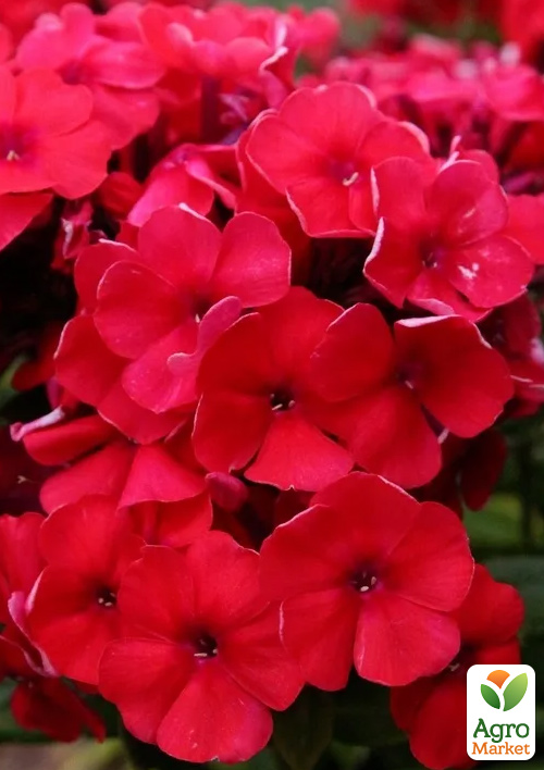 

Флокс многолетний Red Riding Hood