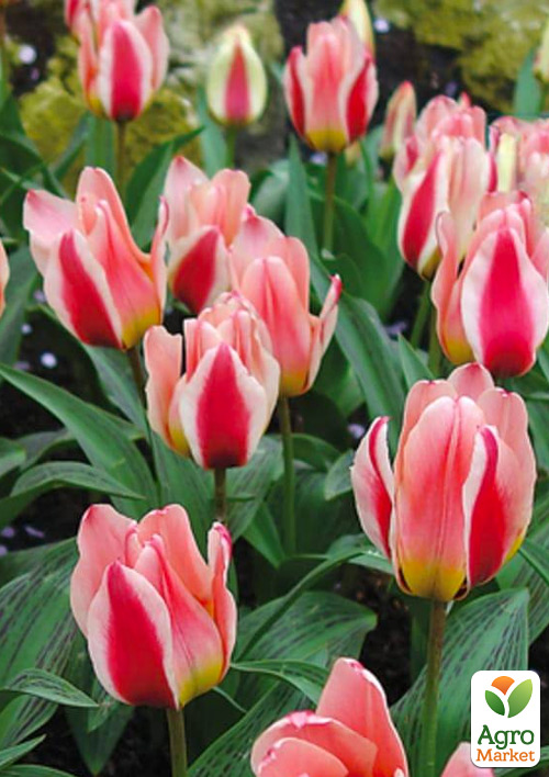 

Тюльпан Mary Ann