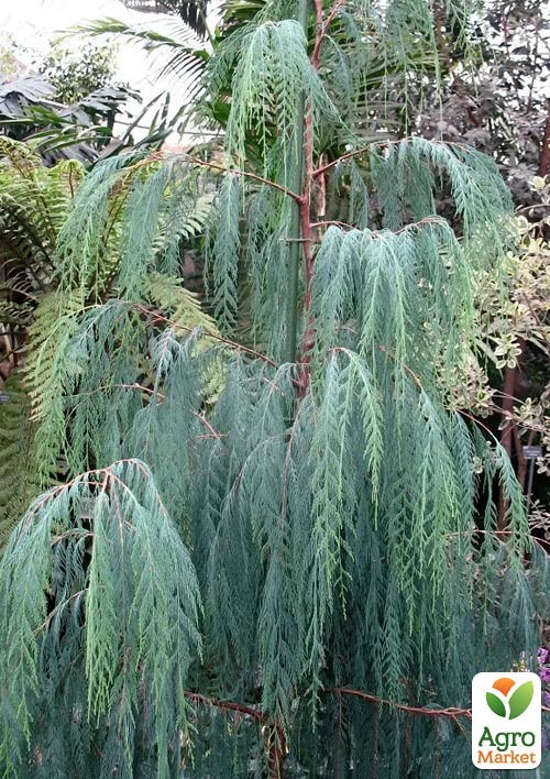 

Кипарис Кашмирский 3-х летний (Cupressus Cashmeriana) С1,5 высота 70-80см