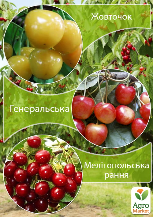 

Дерево-садок Черешня Жовточок+Черешня Генеральська+Черешня Мелітопольська рання