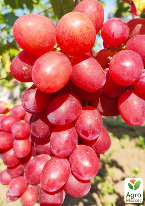 

Виноград Подарунок Нікополю (ранньостиглий, великий гроно, соковита хрумка м'якоть)