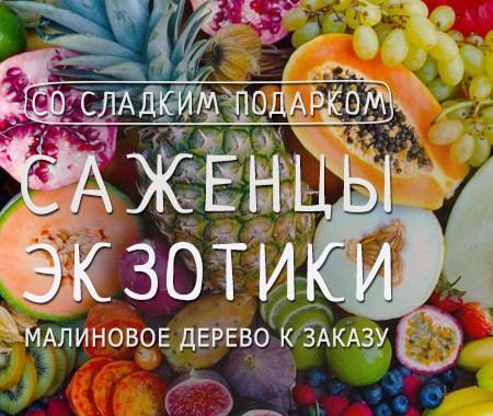 Акция! Получайте сладкий подарок при покупке экзотических саженцев Акция! Получайте сладкий подарок при покупке экзотических саженцев