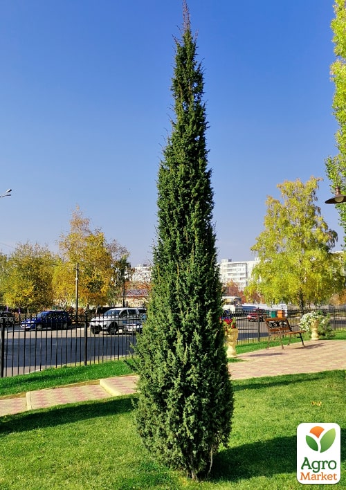 

Ялівець звичайний Suecica контейнер P9